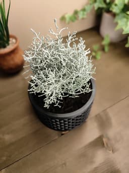 Design Plant Pot "Thousand squares" 3d model