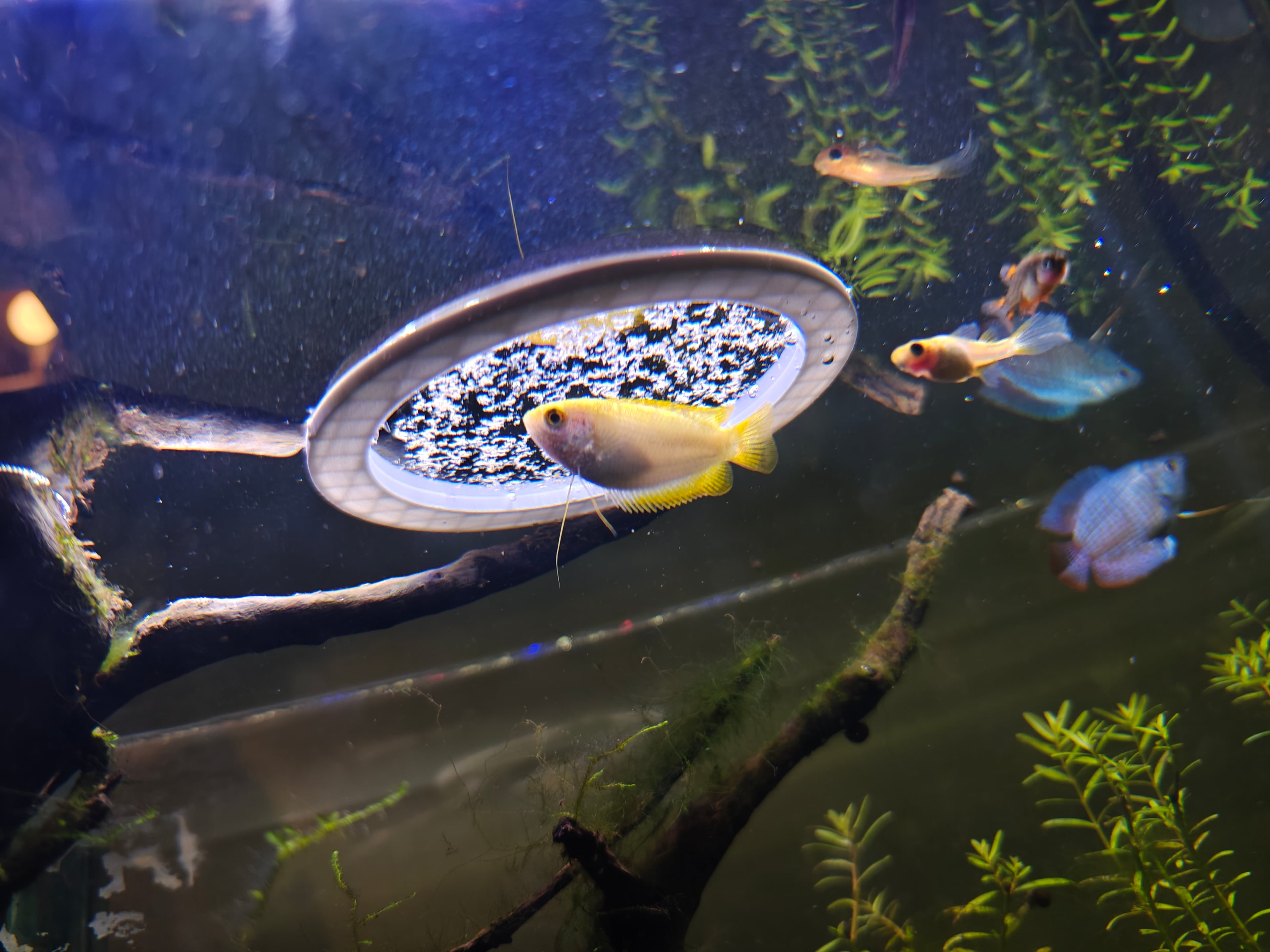 Aquarium Feeding Ring 3d model
