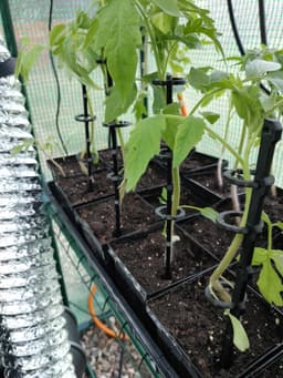 Easy Cage - Seedling Supports 3d model