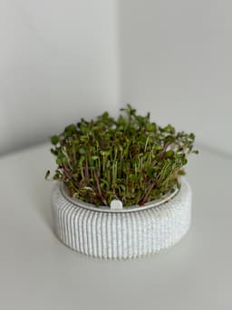 Microgreens Growing Kit – 3D Printable Model for Easy Indoor Gardening 3d model