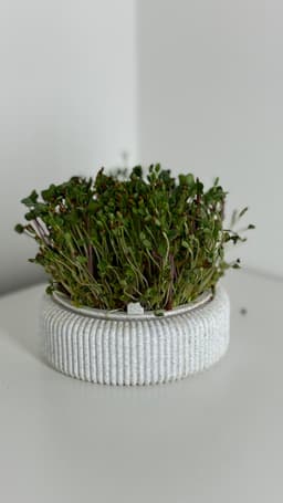 Microgreens Growing Kit – 3D Printable Model for Easy Indoor Gardening 3d model