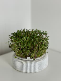 Microgreens Growing Kit – 3D Printable Model for Easy Indoor Gardening 3d model