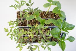 GrowMate 8 - Mid-Size Self Watering Seed Starter Planter 3d model