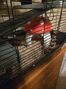 Mushroom House for small pets (No AMS Needed) 3d model