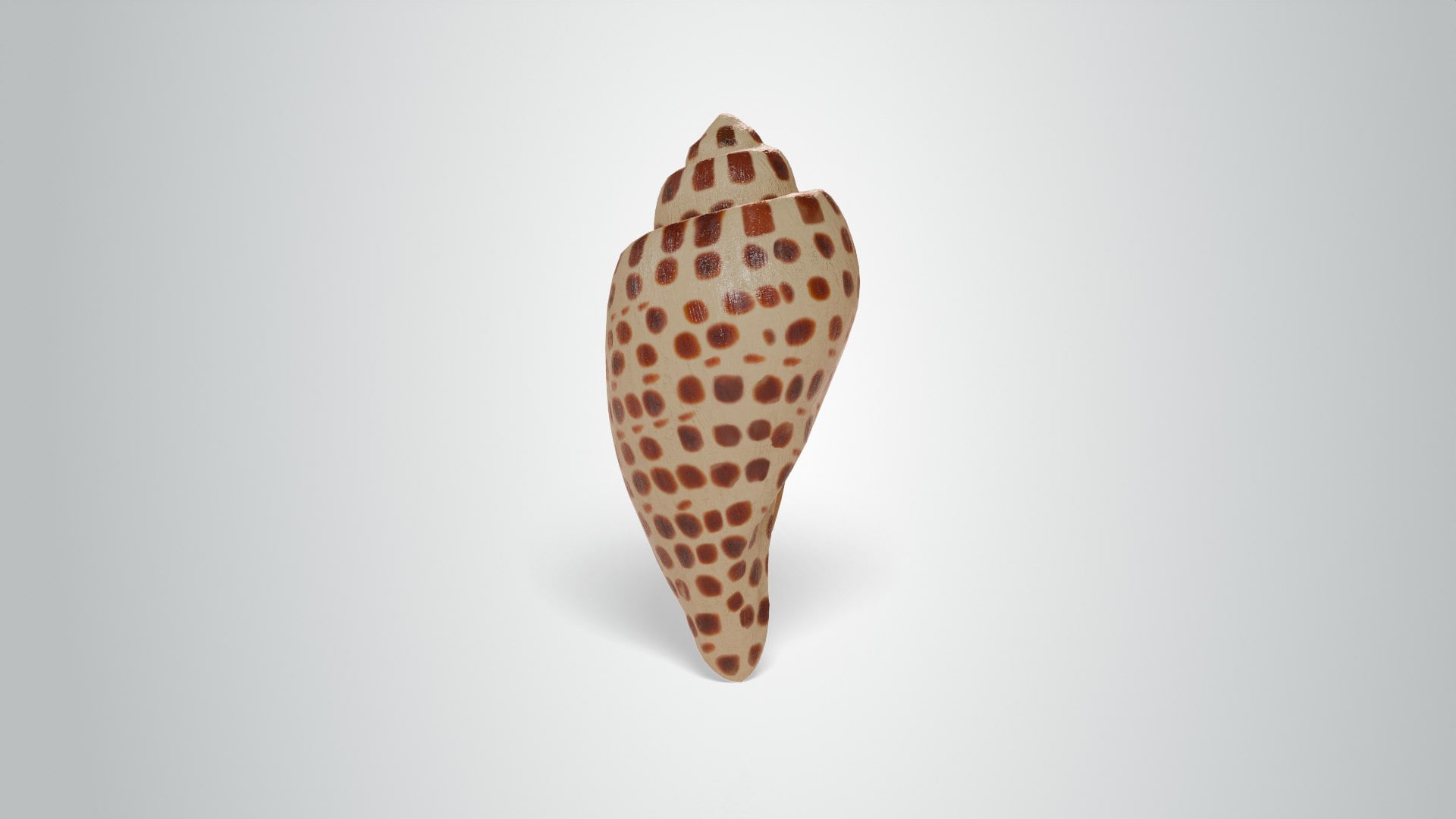 Junonia Shell 3d model