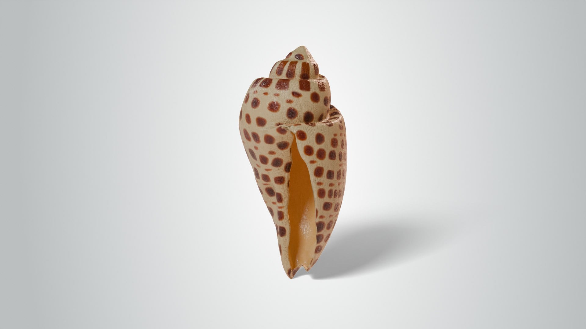 Junonia Shell 3d model