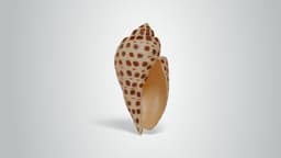 Junonia Shell 3d model