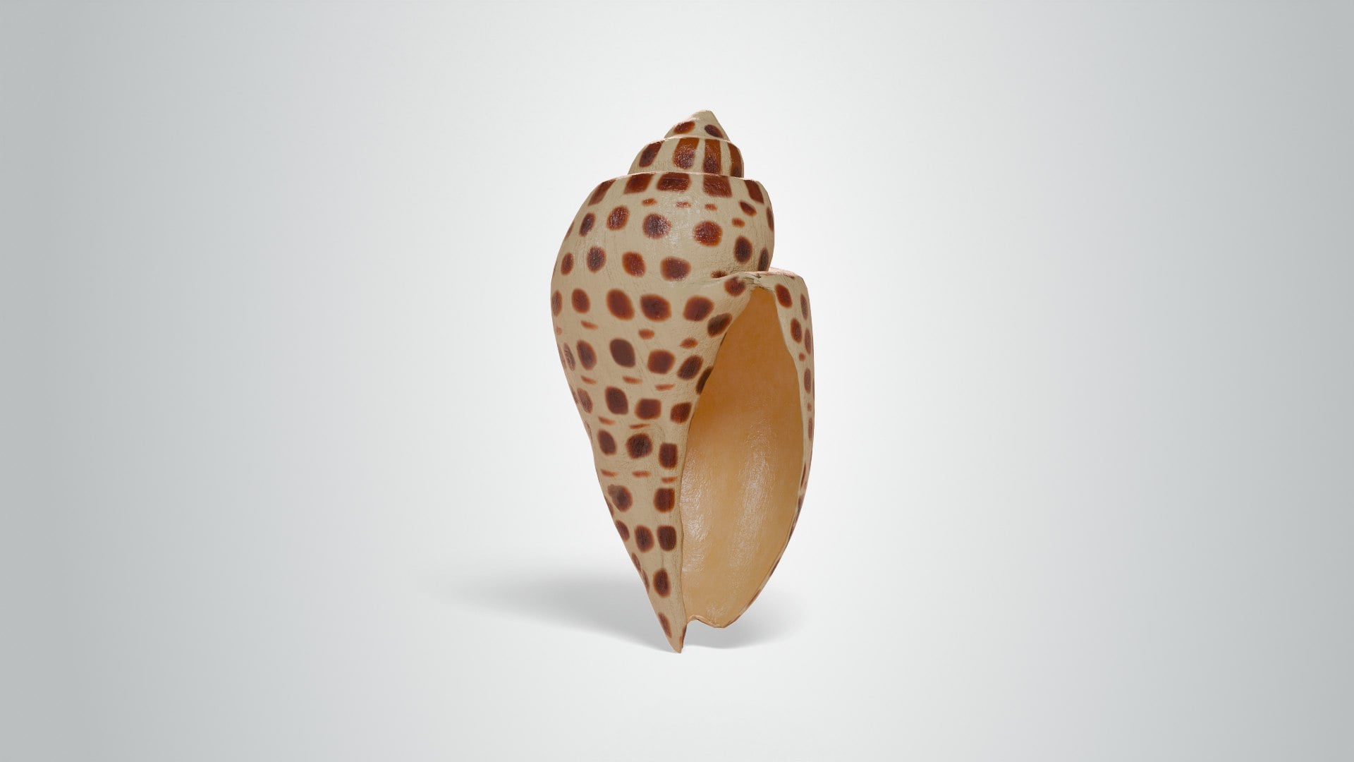 Junonia Shell 3d model
