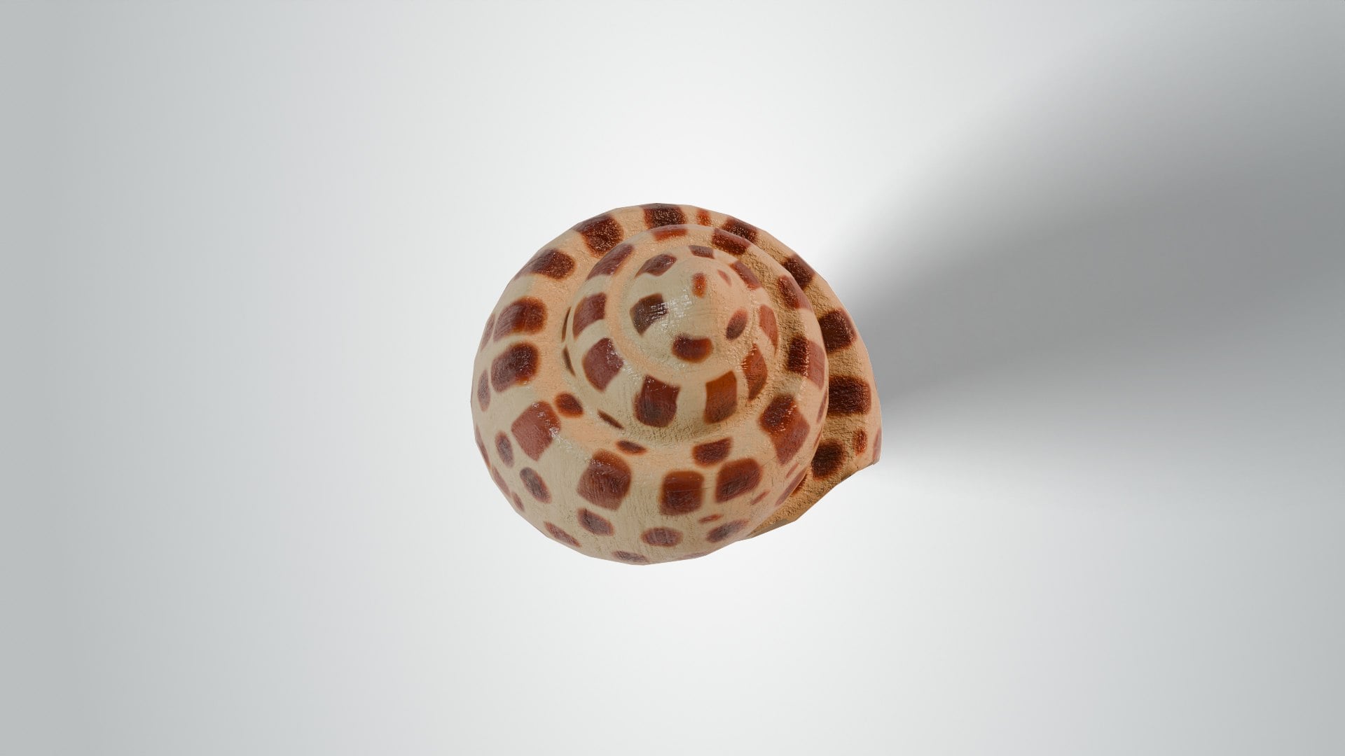 Junonia Shell 3d model