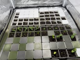 Seed starting system - 5x5 pots with lid (250mm bed) 3d model