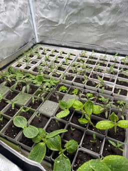 Seed starting system - 5x5 pots with lid (250mm bed) 3d model