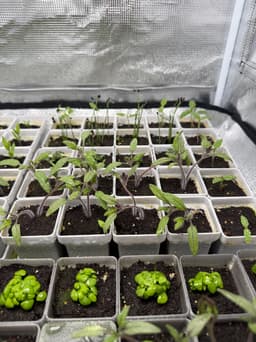Seed starting system - 5x5 pots with lid (250mm bed) 3d model