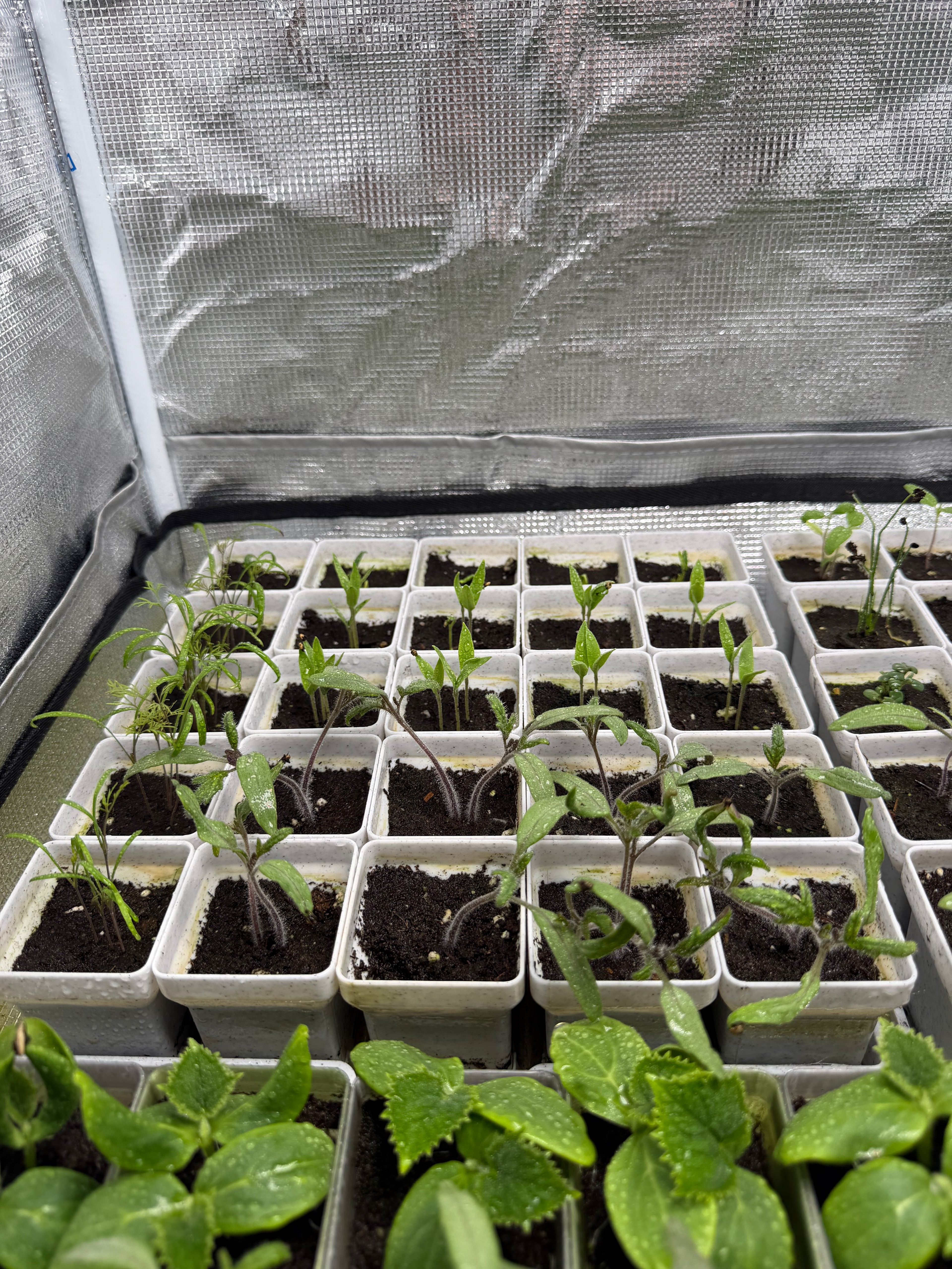 Seed starting system - 5x5 pots with lid (250mm bed) 3d model