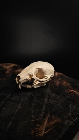 Mouse Skull (Mus Musculus) 3d model