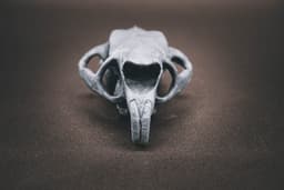 Porcupine Skull (Pre Supported) 3d model