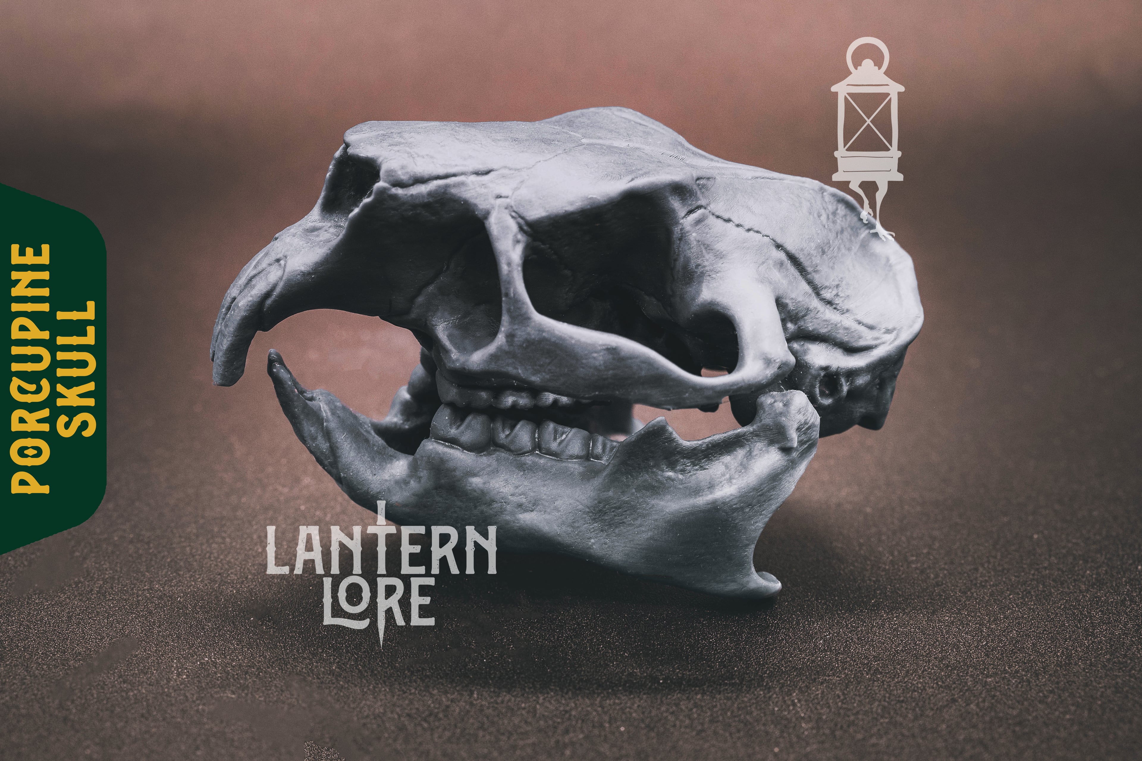 Porcupine Skull (Pre Supported) 3d model