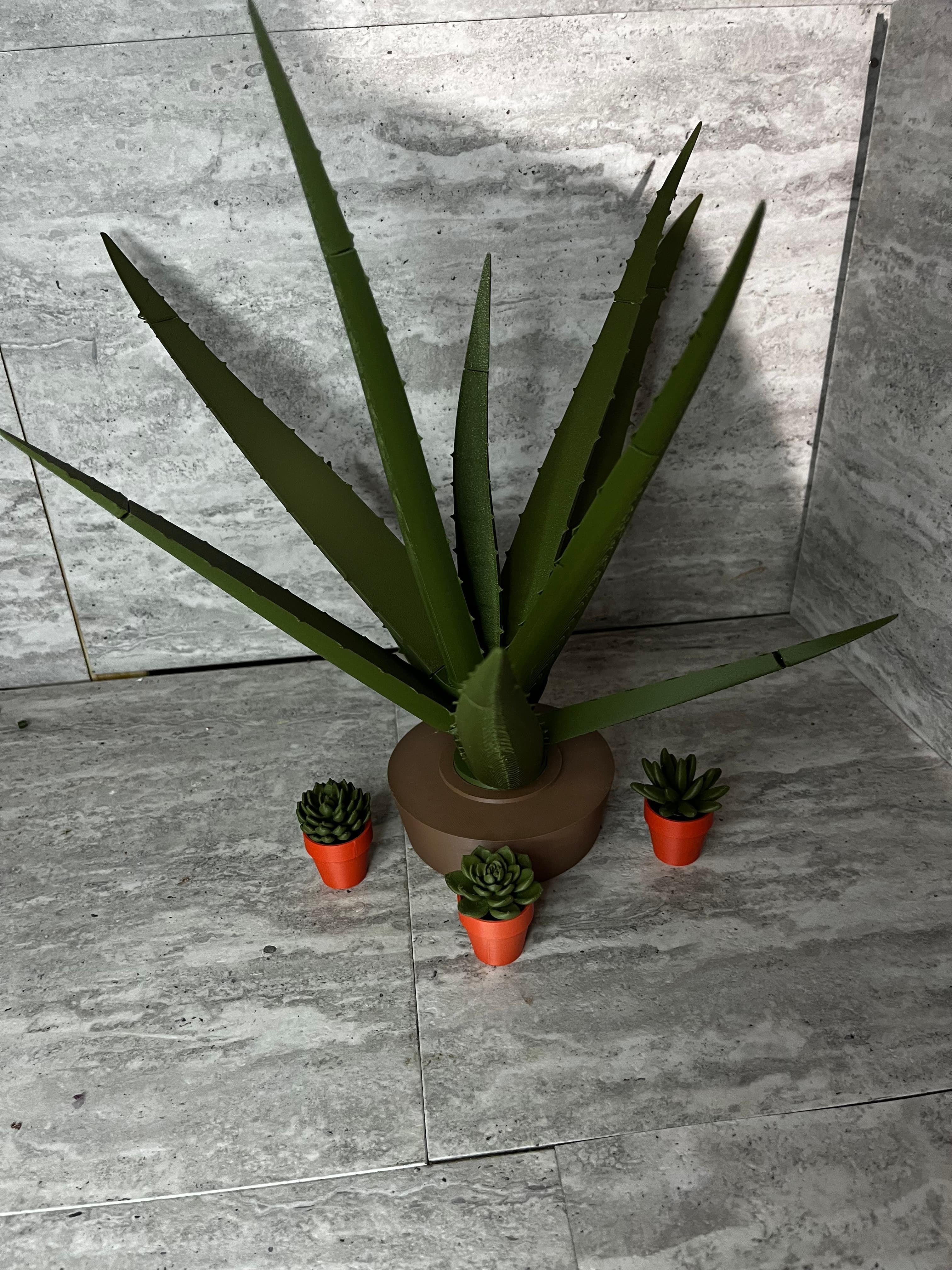 The king of the succulents ( the aloe plant) with the new spinny succulents!
