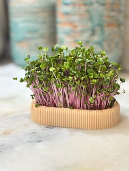 Long Microgreens Growing Kit – Custom Name Ready | No Supports Needed 3d model