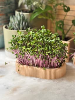 Long Microgreens Growing Kit – Custom Name Ready | No Supports Needed 3d model