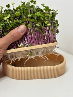 Long Microgreens Growing Kit – Custom Name Ready | No Supports Needed 3d model