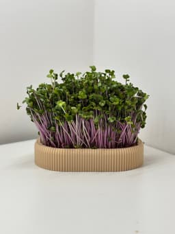 Long Microgreens Growing Kit – Custom Name Ready | No Supports Needed 3d model