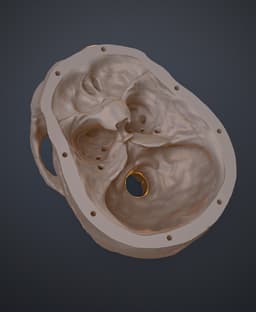 Anatomically Correct Human Skull (Homo Sapiens Sapiens) 3d model