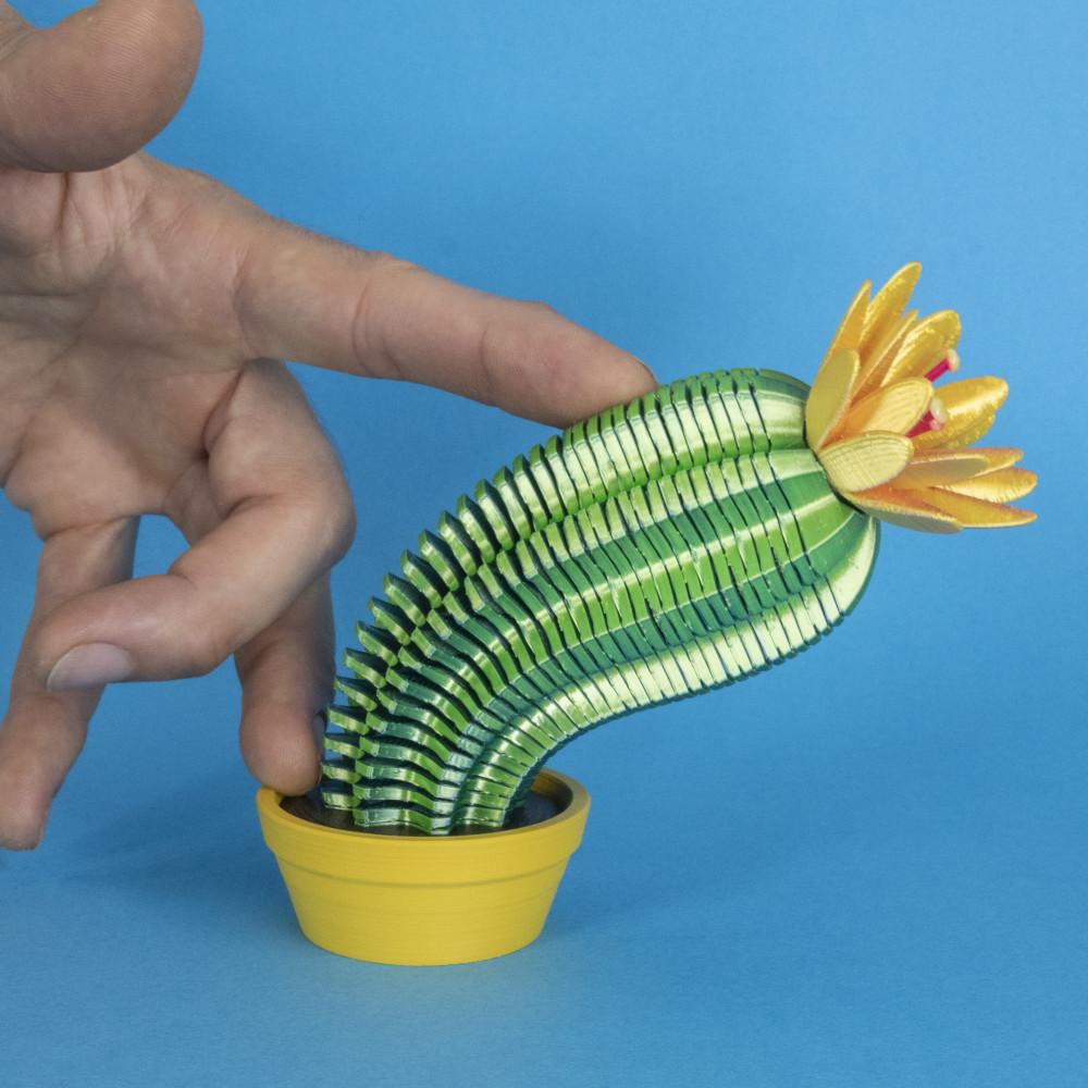 Springo Cactus Trichocereus 3d model