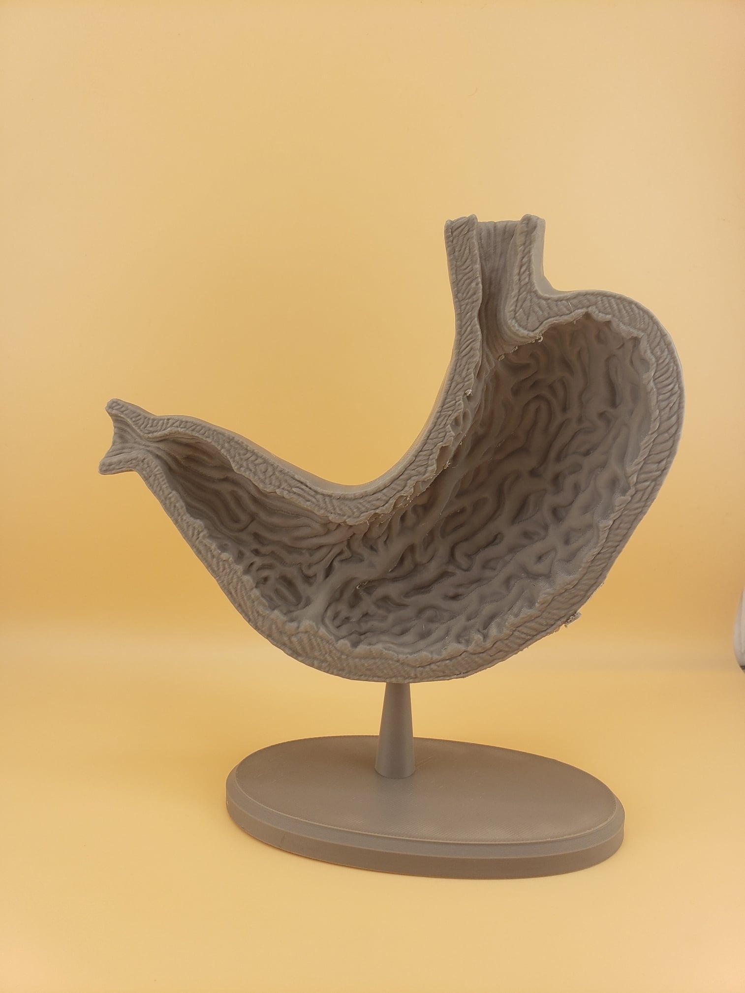 Human Stomach Cross Section Anatomy 3d model