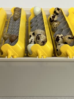 Maticoopx Incubator Jumbo Quail Egg Tray 3d model