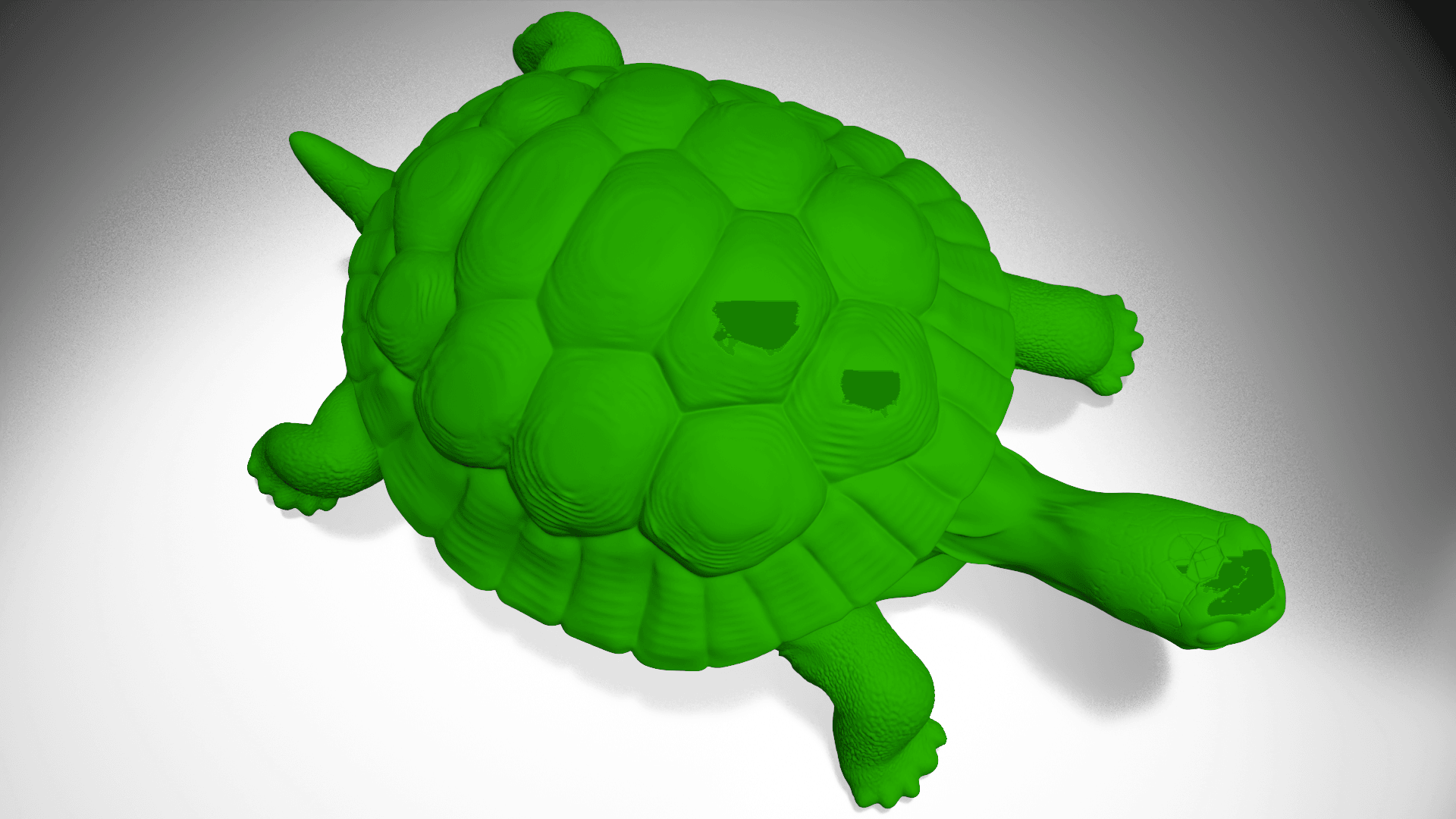 Tortois 3d model