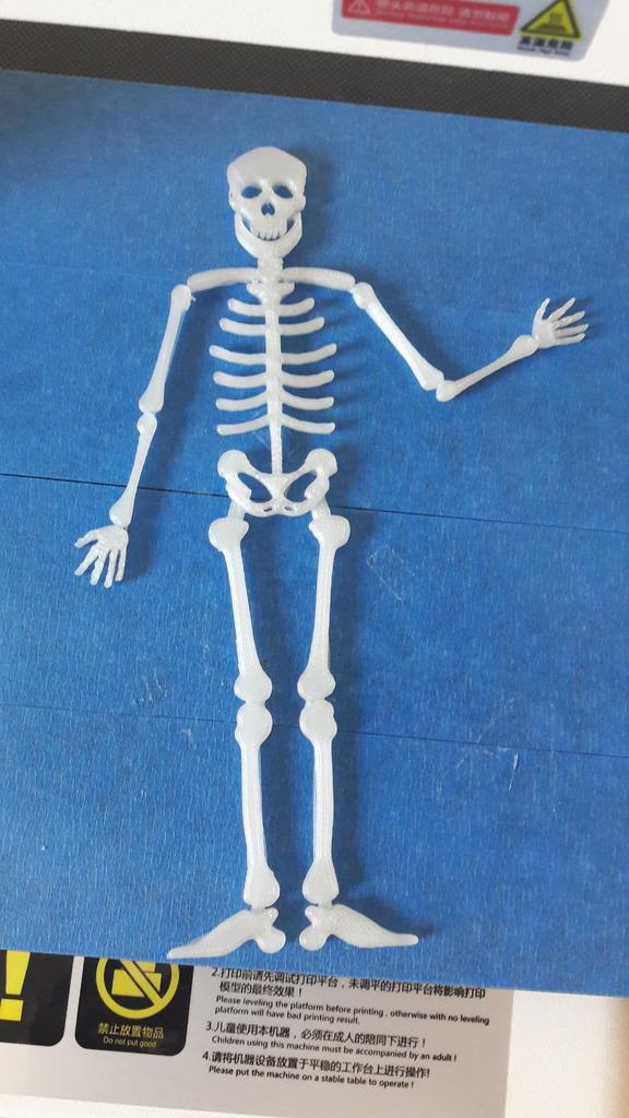 skeleton (flat) 3d model