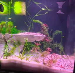 It was the perfect addition. Scaled up a bit. It's been in the tank for several months now and the shrimp like it so much they've multiplied. 3d model