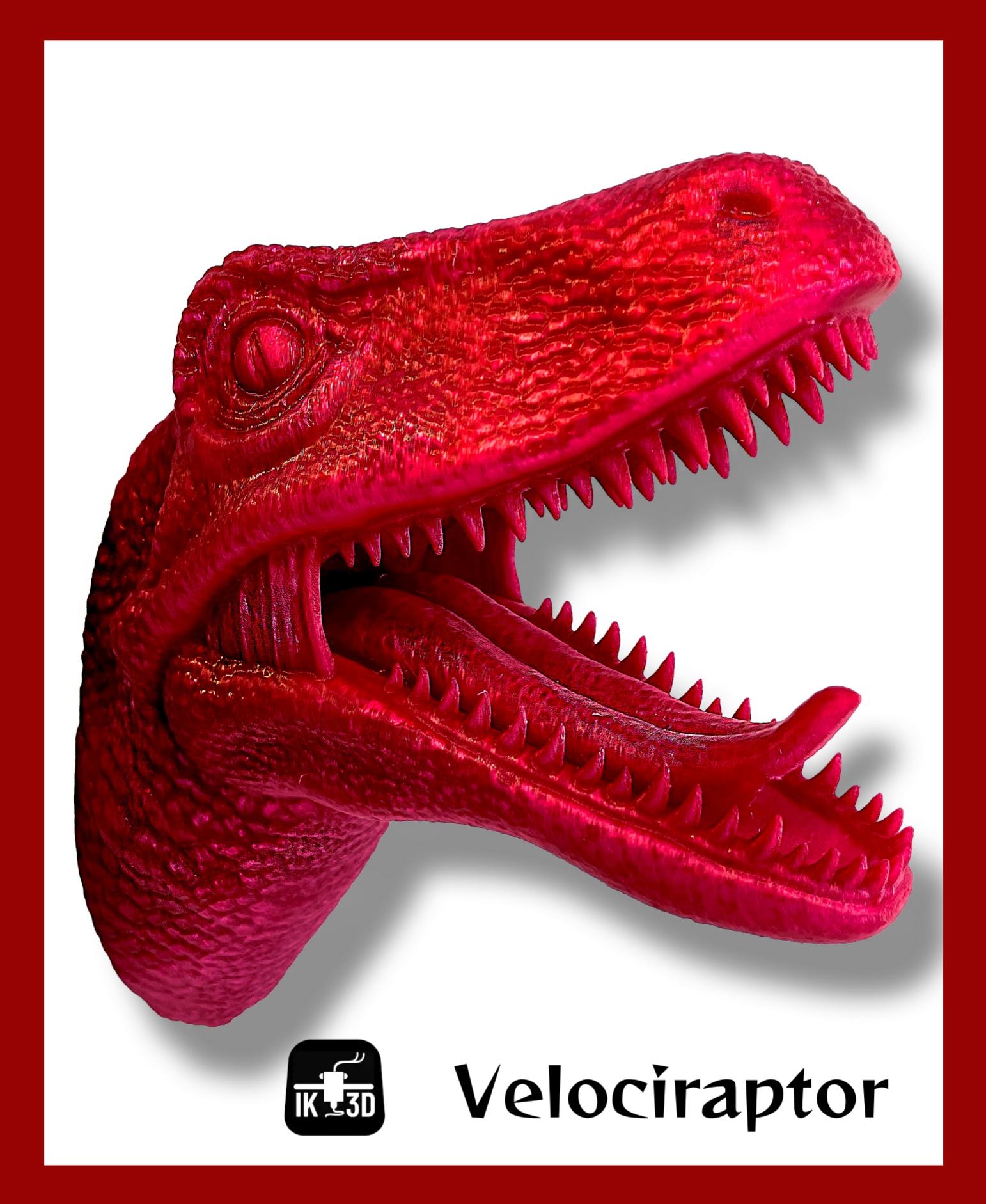 Velociraptor Head Wall Mounted Holder / No Supports / 3MF Included - Polymaker Translucent Red PETG!! - 3d model
