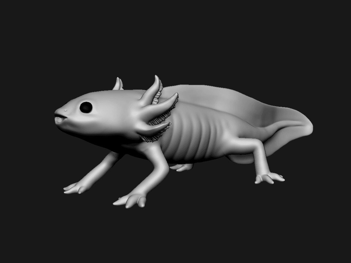 Axolotl 3d model