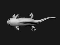 Axolotl 3d model