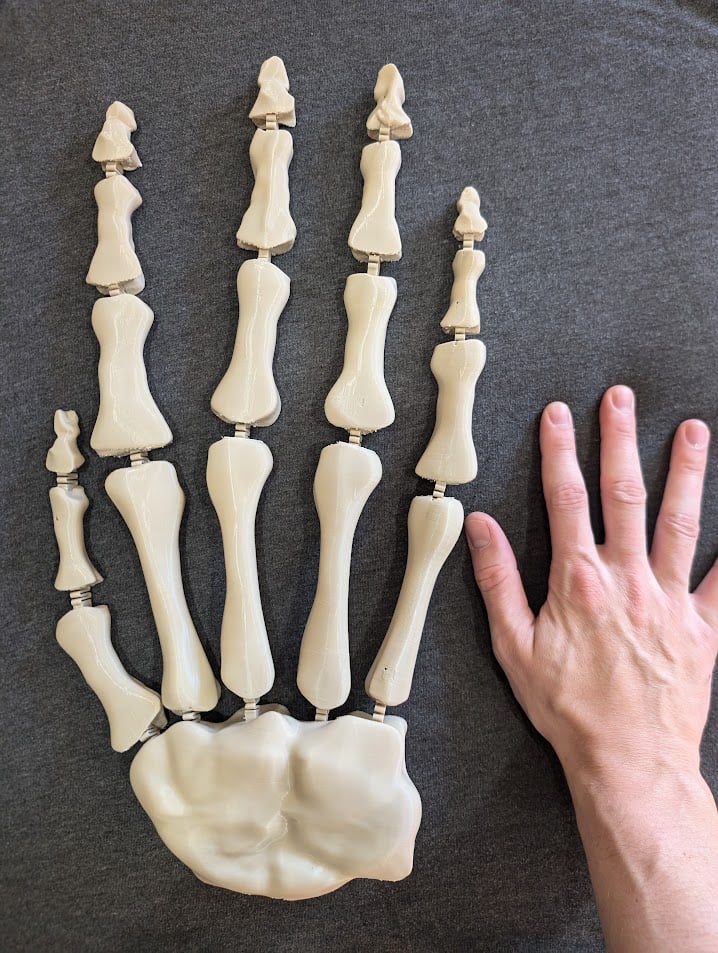 Giant Flexy Skeleton Hand 3d model