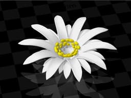 Queen of the Night blossom 3d model