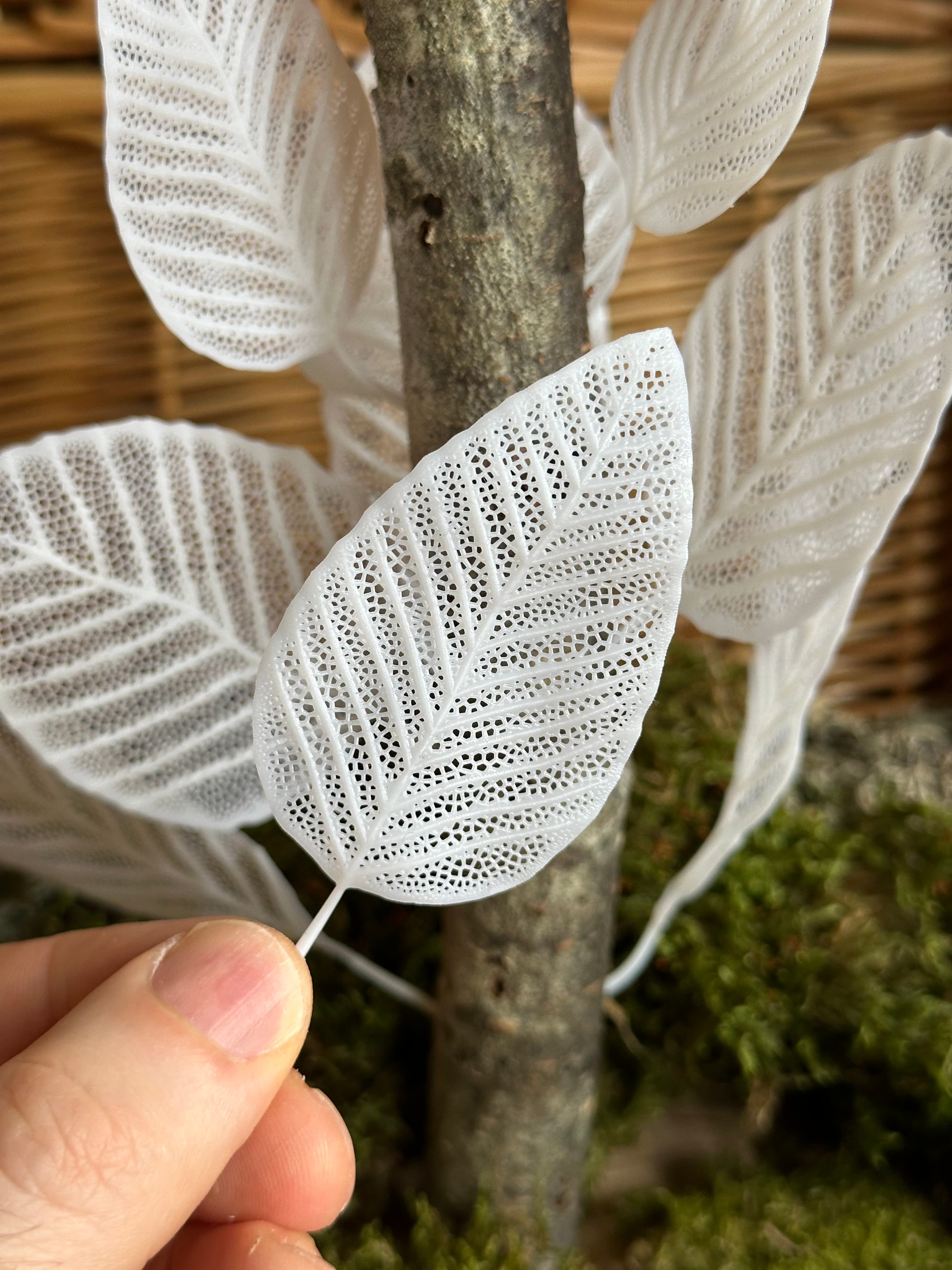 Skeleton Leaves - Dogwood 3d model
