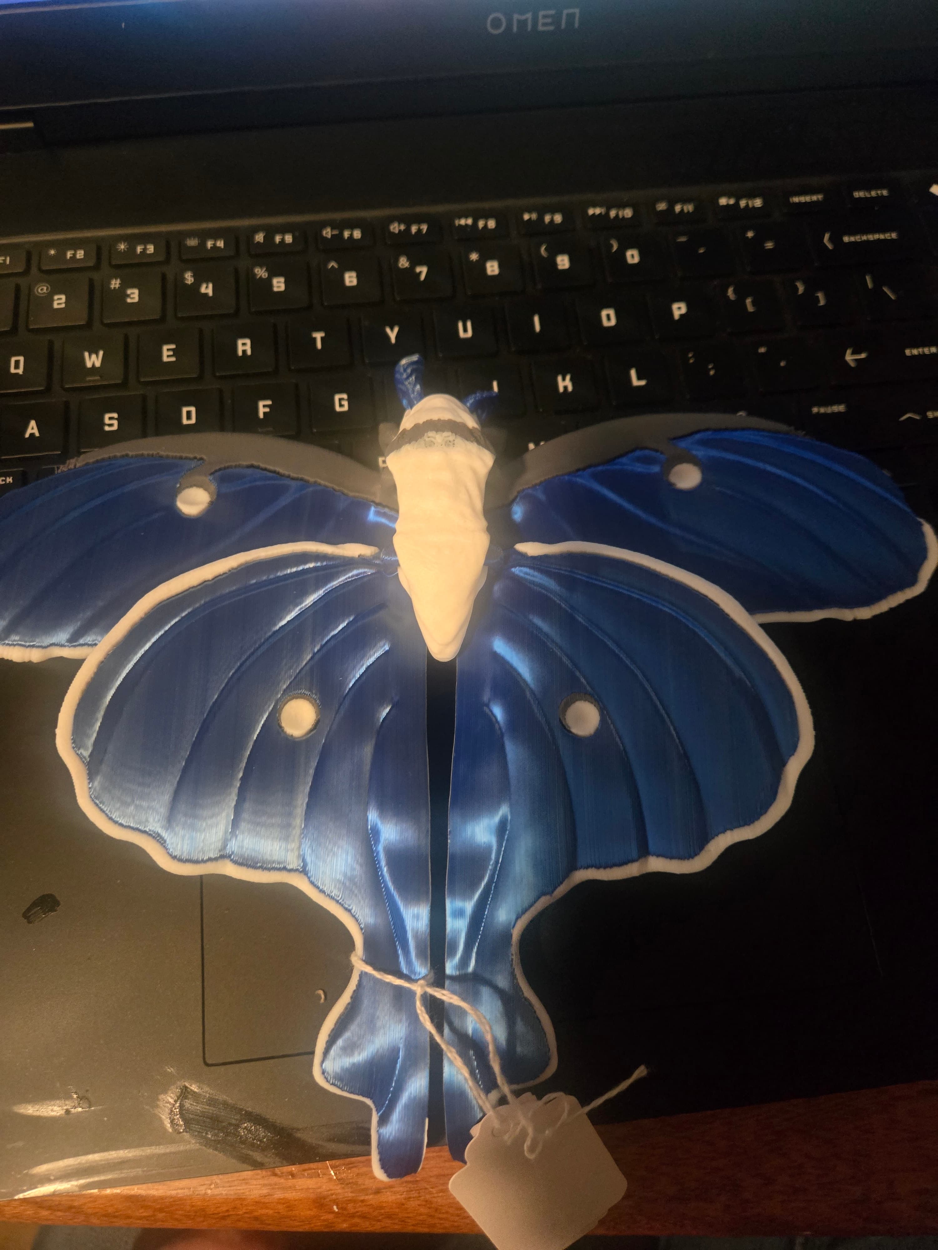 Not the best pictures, but htey sure are adorable Moths, they will look awesome on a wall.