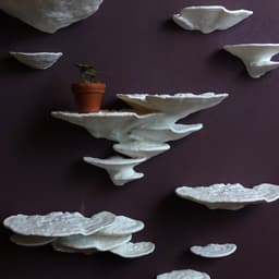 Mushroom shelf “Trametes Gibbosa” 3d model