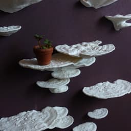 Mushroom shelf “Trametes Gibbosa” 3d model