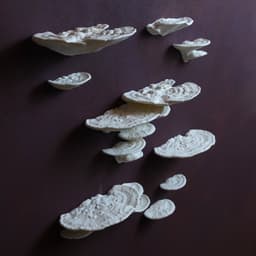 Mushroom shelf “Trametes Gibbosa” 3d model