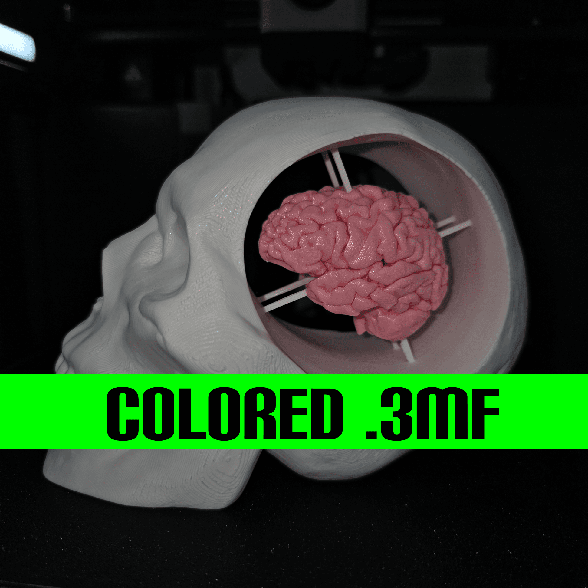 Skull with brain Colored 3d model