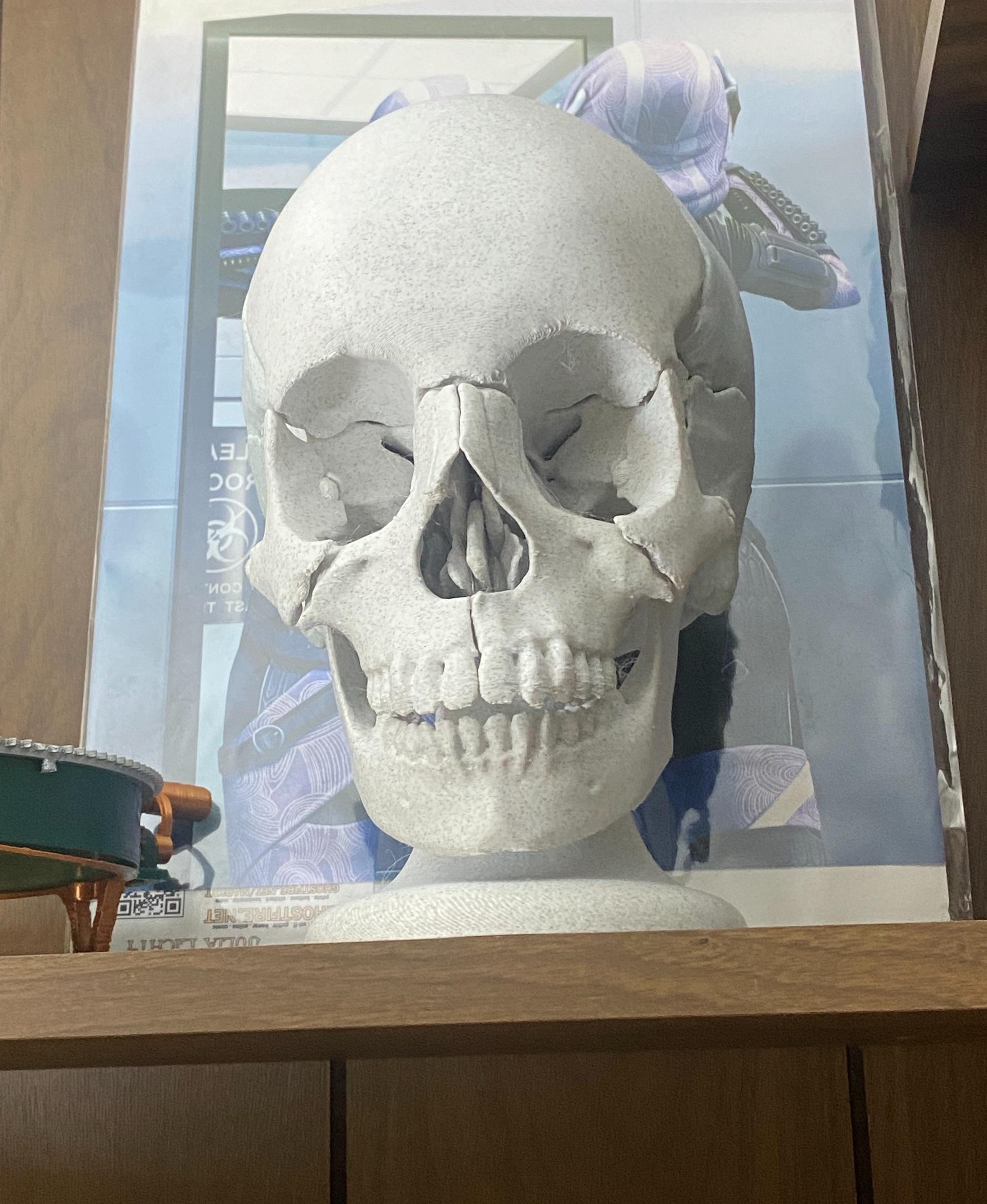 Full Size Anatomically-Correct 18-Piece Magnetic Human Skull Model - complete and on display.  Printed in Hatchbox Stone Granite PLA - 3d model