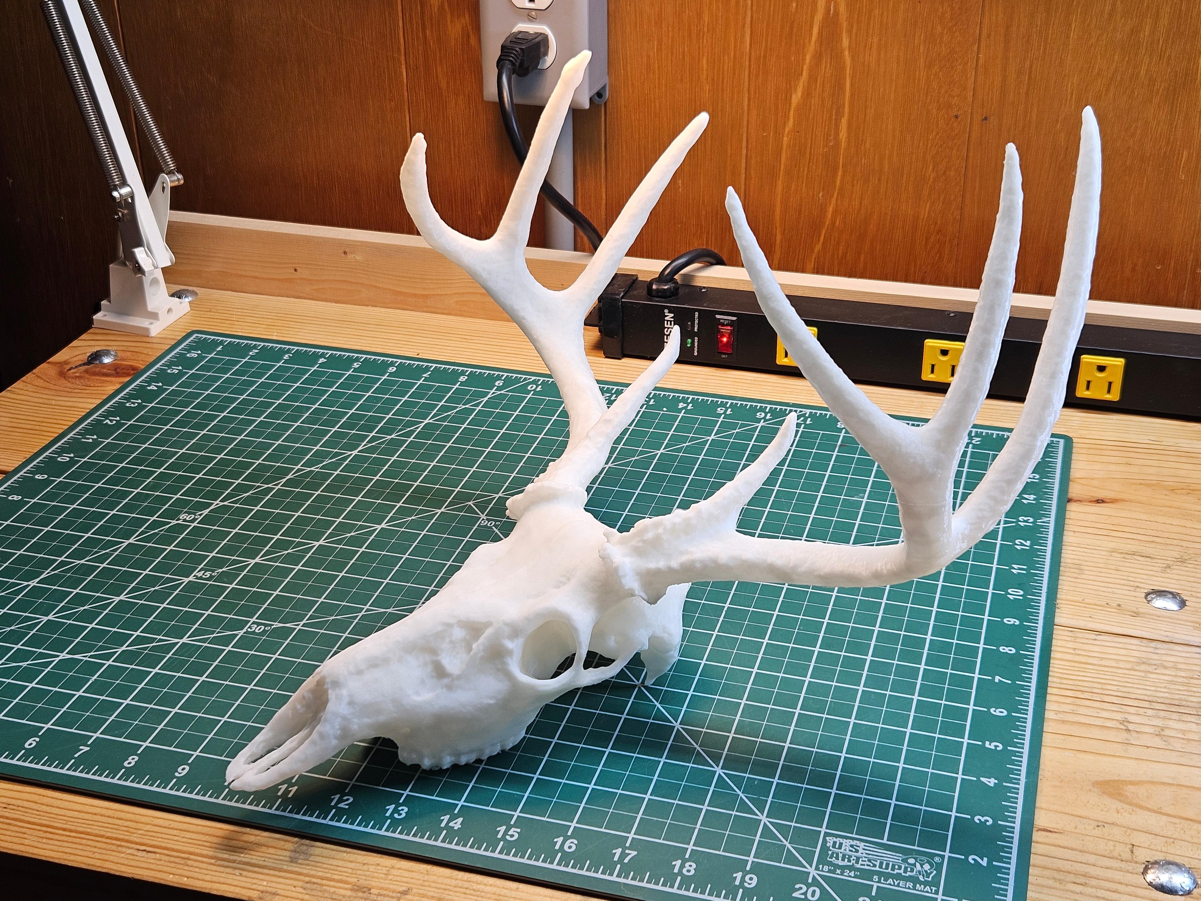 White-tailed Deer Skull 3d model