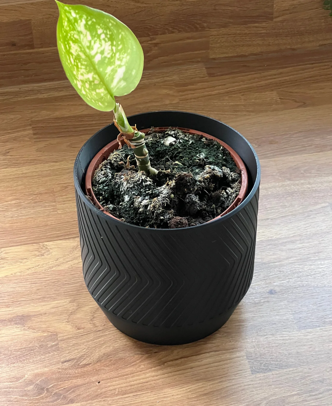 Plant Pot with internal raised drip tray 3d model