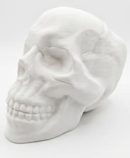Human Skull 3d model