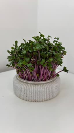 Microgreens Growing Kit – 3D Printable Model for Easy Indoor Gardening 3d model