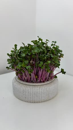 Microgreens Growing Kit – 3D Printable Model for Easy Indoor Gardening 3d model