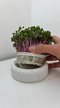 Microgreens Growing Kit – 3D Printable Model for Easy Indoor Gardening 3d model